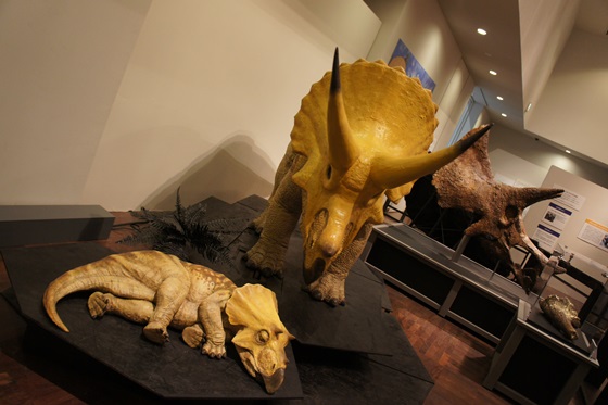 双龙展-单人门票乙张-全世界最大的暴龙头骨首