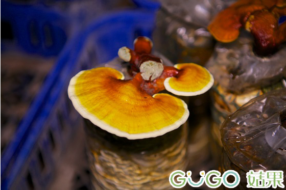 菇果-全民练5功必备菇菇太空包-跟著苏打绿一