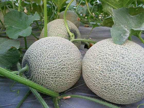 外销严选云林香华哈蜜瓜,生鲜超市,蔬菜水果,热