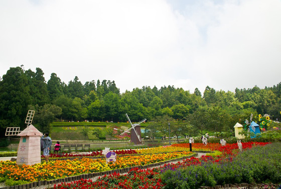 清境佛羅倫斯山莊/清境農場/乳牛/羊/草原/佛羅倫斯/莊園/巧克力