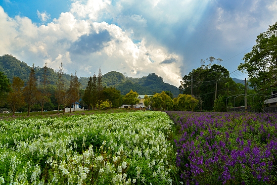 富田/花園/農場