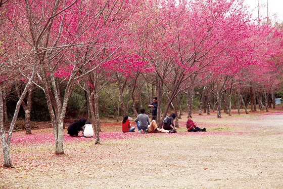 北港溪沙八山莊/北港溪/沙八/山莊/南投/住宿/門票