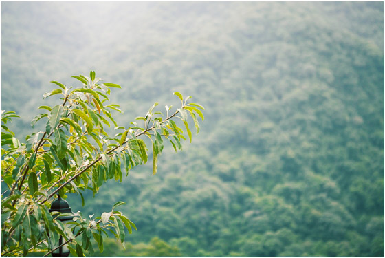 美人湯/溫泉會館/美人湯溫泉會館/烏來/泡湯/湯屋/烏來美人湯泉會館