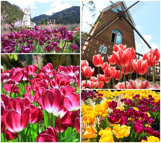 杉林溪森林生態渡假園區/杉林溪/楓葉/櫻花