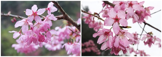 杉林溪森林生態渡假園區/杉林溪/楓葉/櫻花