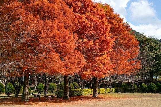 日月潭儷山林會館/日月潭/南投/旅館/住宿/儷山林/九族/纜車/哲園/木屋/阿舍乾麵/TOMS/Centurion/金展輝/馬卡龍/花蓮新城佳興冰果室/朝鋒餅舖/一蘭拉麵/買新鮮/非吃不可/purafit柏尹芙/Medimix