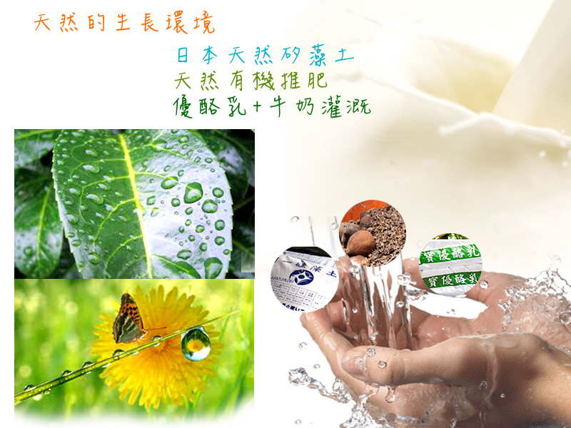 极品燕巢牛奶珍珠芭乐5台斤装-产地鲜采直送的