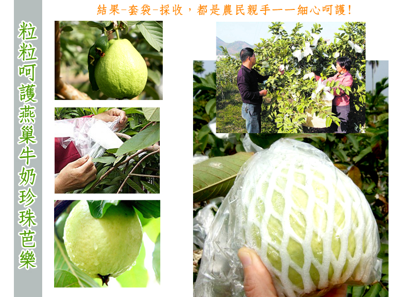 极品燕巢牛奶珍珠芭乐5台斤装-产地鲜采直送的