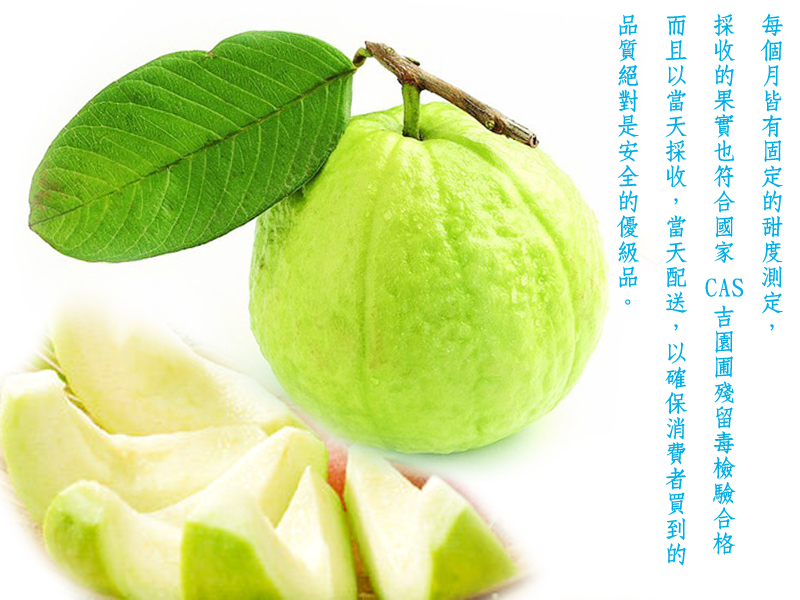 极品燕巢牛奶珍珠芭乐5台斤装-产地鲜采直送的