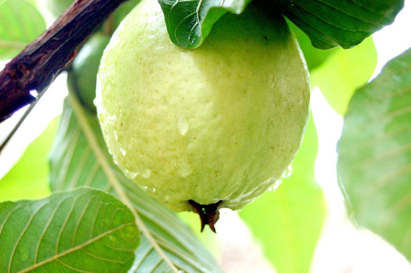 极品燕巢牛奶珍珠芭乐5台斤装-产地鲜采直送的