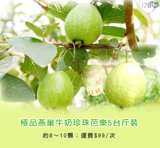 极品燕巢牛奶珍珠芭乐5台斤装-产地鲜采直送的