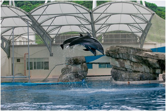 遠雄海洋公園/海洋公園/遠雄/花蓮/玩水