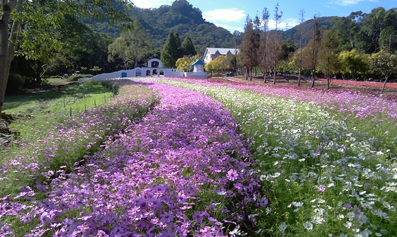 富田/花園/農場