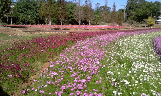 富田花園農場