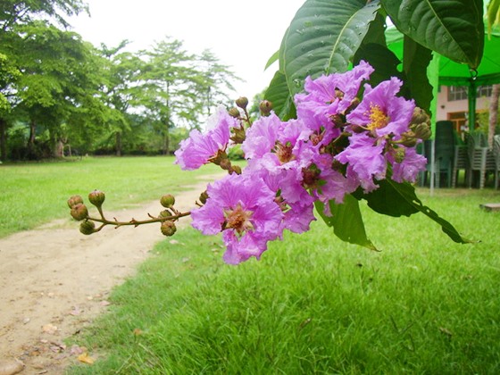 台南/新化/國家植物園/芬多精/夜間活動/住宿