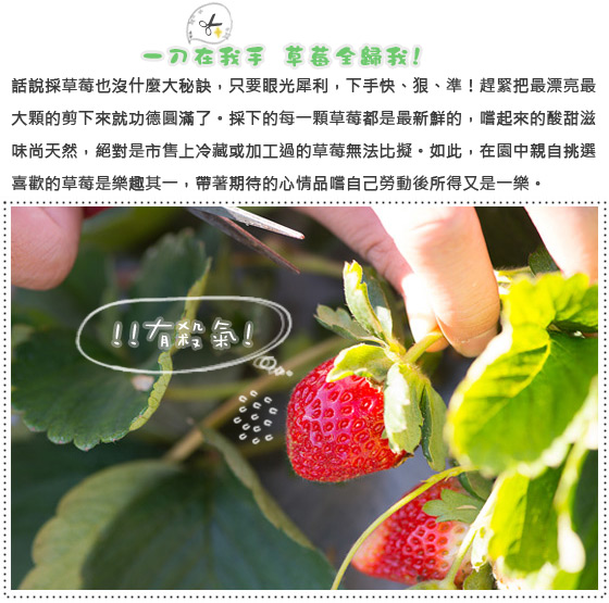 大湖草莓季/採草莓