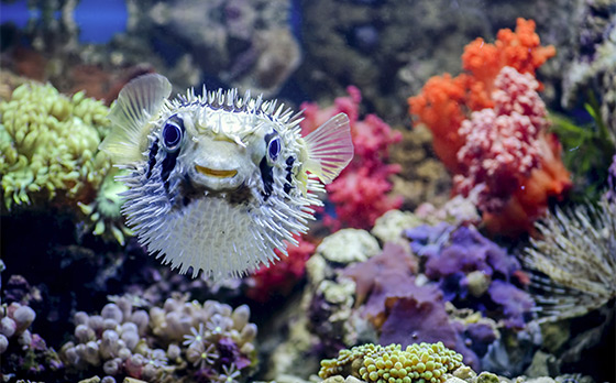 征服航海王超值一日遊/澎湖