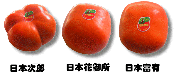 摩天嶺高級次郎甜柿/甜柿/柿子/摩天嶺/次郎甜柿