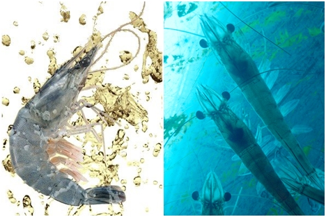汶莱蓝虾