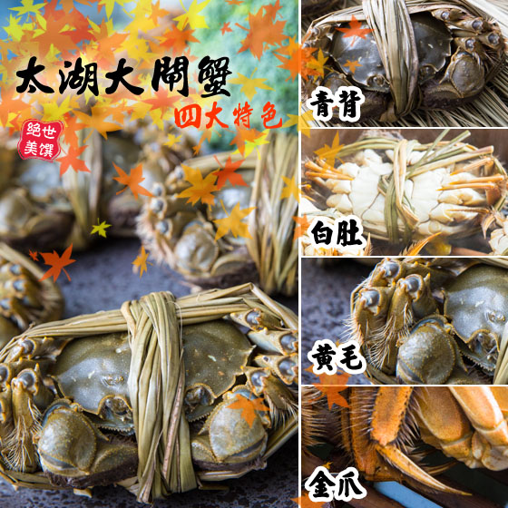 石门水圳大闸蟹-正宗太湖大闸蟹-秋风起,品尝肥美蟹黄、蟹膏就要趁现在!正宗太湖大闸蟹,无污染,人工养殖,饱满香甜满足您挑剔的味蕾!