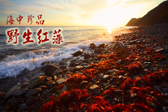 寒天藻絲