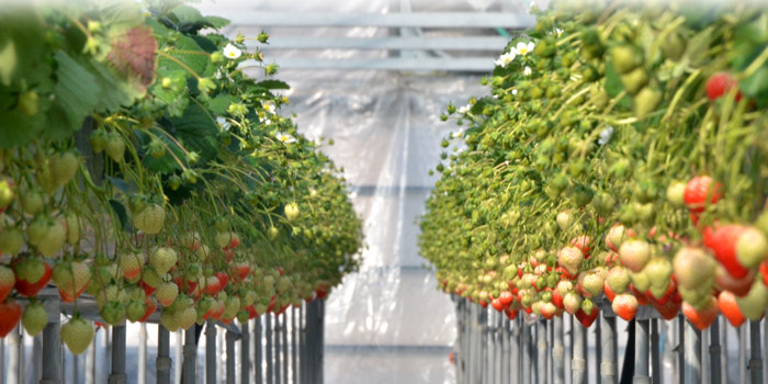 严选苗栗大湖牛奶草莓-喝牛奶长大的草莓!苗栗大湖产地直送,立体高架栽培,坚持采自然、健康方式栽种,口感香甜,果肉结实绵密