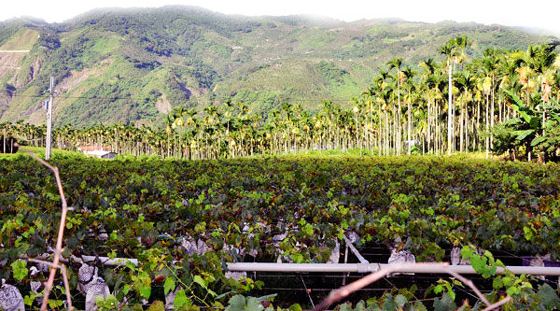 正宗信义丰丘葡萄-狂销数千盒以上的丰丘葡萄