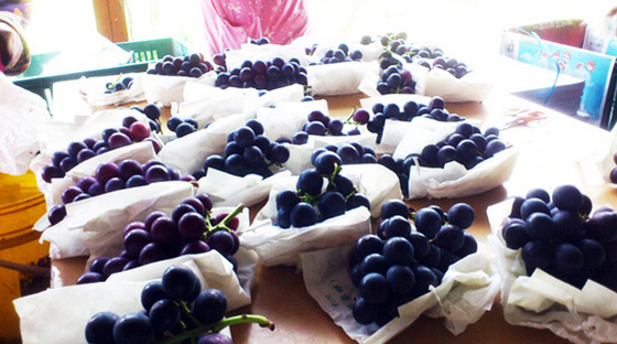 正宗信义丰丘葡萄-狂销数千盒以上的丰丘葡萄