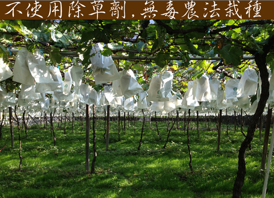 正宗信义丰丘葡萄-狂销数千盒以上的丰丘葡萄