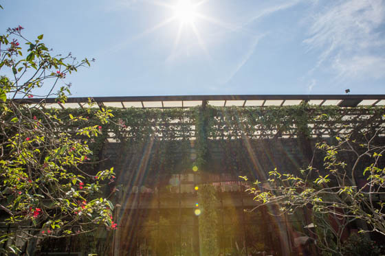 新月梧桐《三義店》