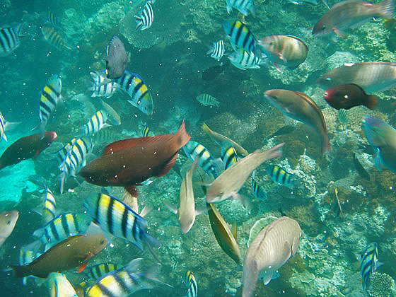 綠島/峇里/會館/綠島峇里會館/住宿/外島