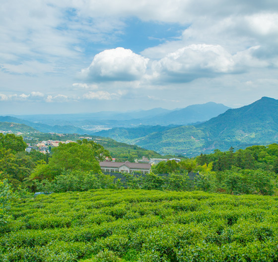 蟬說鳳凰亭序/鳳凰/溪頭/南投/鳳凰亭序/鳳凰谷/住宿