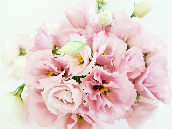 卉Moon Lignt Flowers-简单生活-马卡龙桔梗小