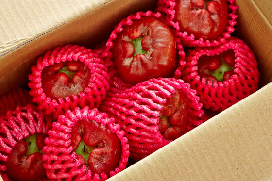 屏东林边黑珍珠莲雾-严选正宗屏东林边黑珍珠