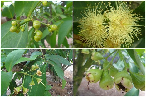 欣荣果园-黑珍珠莲雾-产地新鲜直送!产自台湾屏东，正港黑珍珠莲雾，色泽深红，果肉清脆多汁，甘甜爽口，实惠价格，先抢先赢!