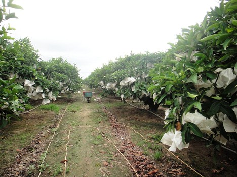 欣荣果园-黑珍珠莲雾-产地新鲜直送!产自台湾屏