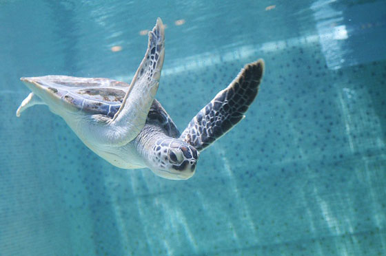 海都假期旅行社/澎湖花火馬公港.閒雲會館/海都假期旅行社/澎湖花火馬公港.閒雲會館/澎湖/花火馬公港/閒雲會館/馬公/和昇/海都/閒雲/七美/望安/藍洞