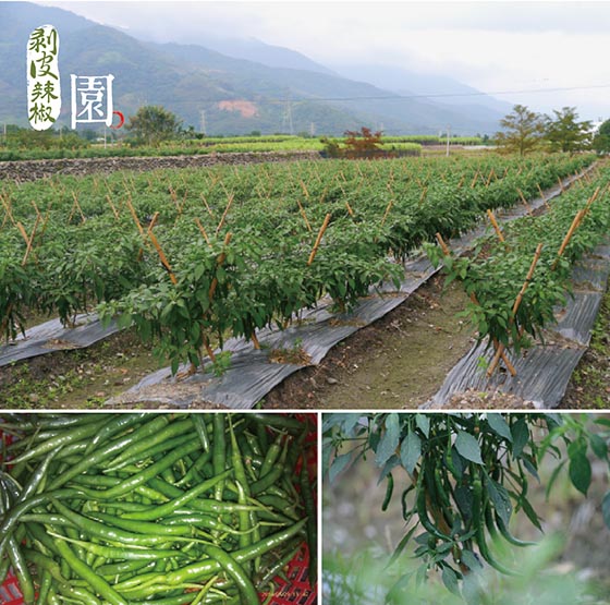 台東關山/茶油/剝皮辣椒/關山/茶油剝皮辣椒