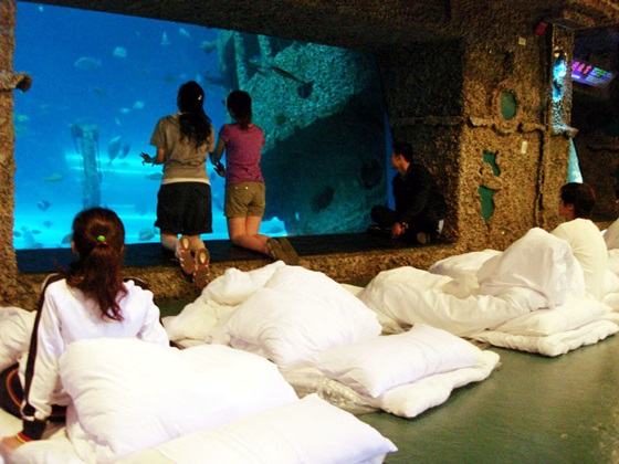 夜宿海生館X小墾丁渡假村/夜宿海生館/小墾丁渡假村/三天兩夜/海生館/光雕/假日不加價/墾丁/屏東車城/海底總動員/親子同遊