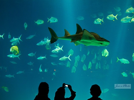 夜宿海生館X小墾丁渡假村/夜宿海生館/小墾丁渡假村/三天兩夜/海生館/光雕/假日不加價/墾丁/屏東車城/海底總動員/親子同遊