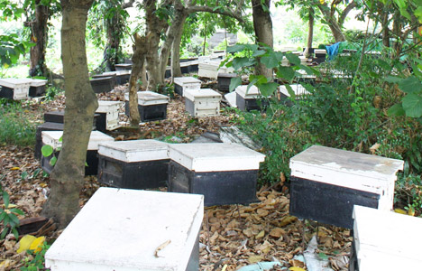 00%天然纯蜂蜜,高营养价值玉荷包蜂蜜,适合女