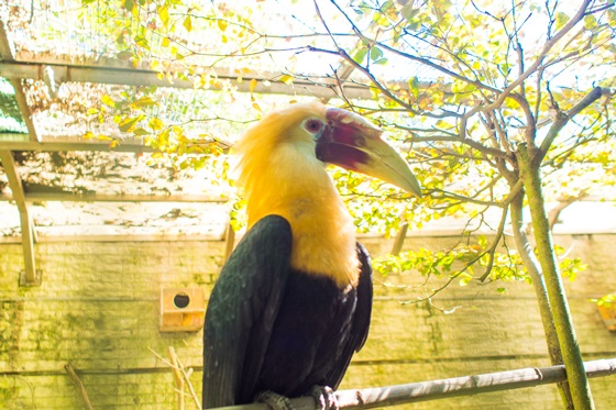 蟬說鳳凰亭序/鳳凰/溪頭/南投/鳳凰亭序/鳳凰谷/住宿