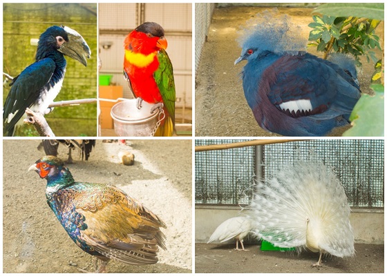 蟬說鳳凰亭序/鳳凰/溪頭/南投/鳳凰亭序/鳳凰谷/住宿