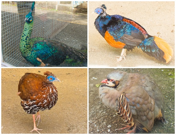 蟬說鳳凰亭序/鳳凰/溪頭/南投/鳳凰亭序/鳳凰谷/住宿