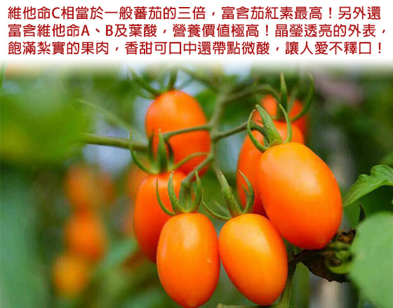 美濃/橙蜜香蕃茄