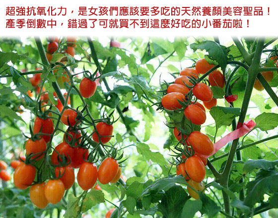 美濃/橙蜜香蕃茄