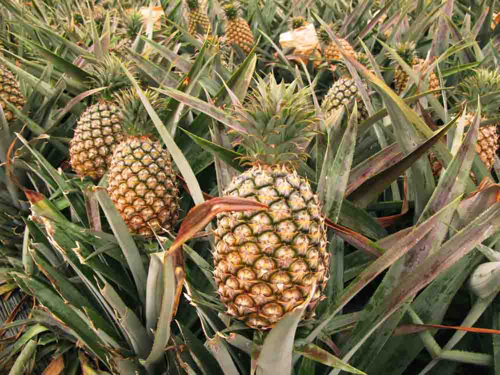 台农十七号-金钻凤梨-与微热山丘同产地契作,销日等级金钻凤梨!不使用农药,果实饱满不酸涩,肉黄纤维细,多汁鲜甜,一吃就上瘾,17Life,团购、宅配24小时到货、优惠券、即买即用