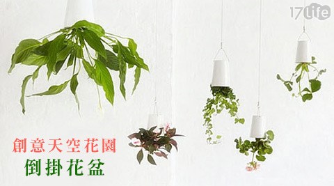 ​創意天空花園倒掛花盆