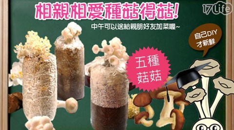 新竹物流在地精選-菇菇太空包
