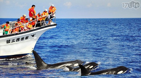 花莲赏鲸图片